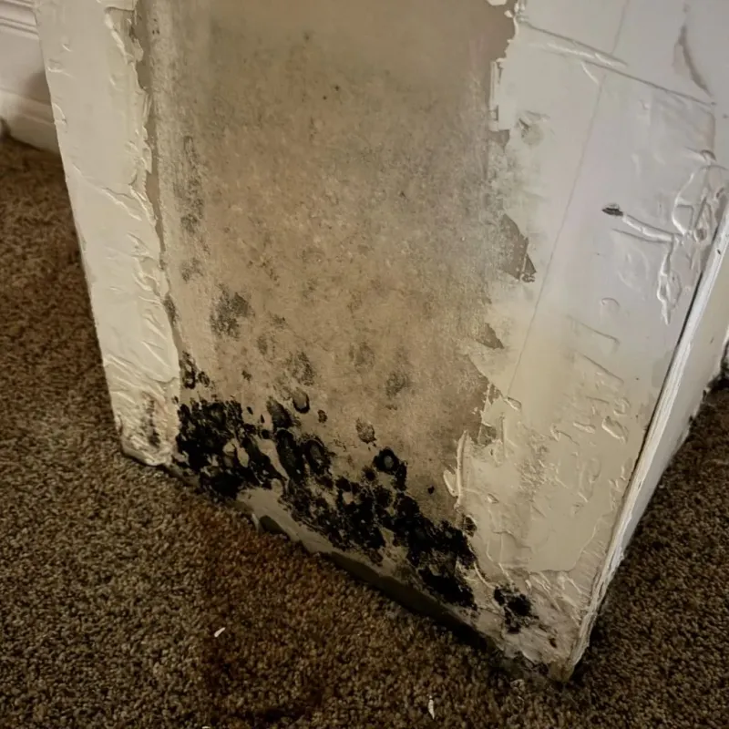 Professional Mold Removal in South Hill, VA